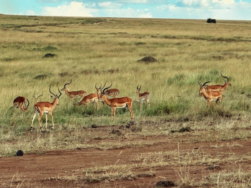 Safari Masai Mara Kenya
