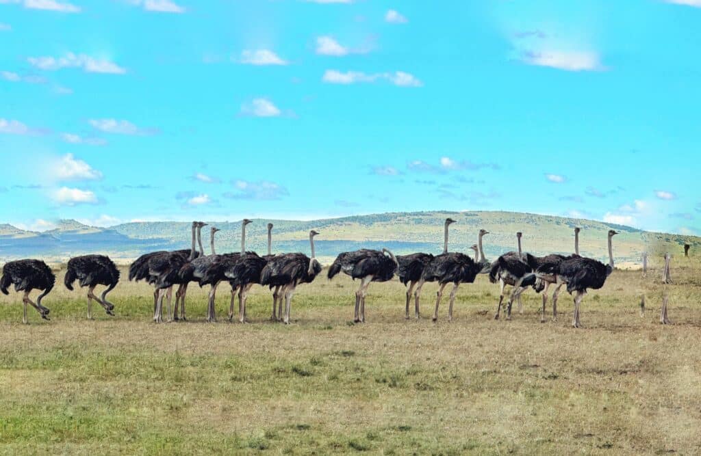 นกกระจอกเทศที่ Masai Mara National Reserve