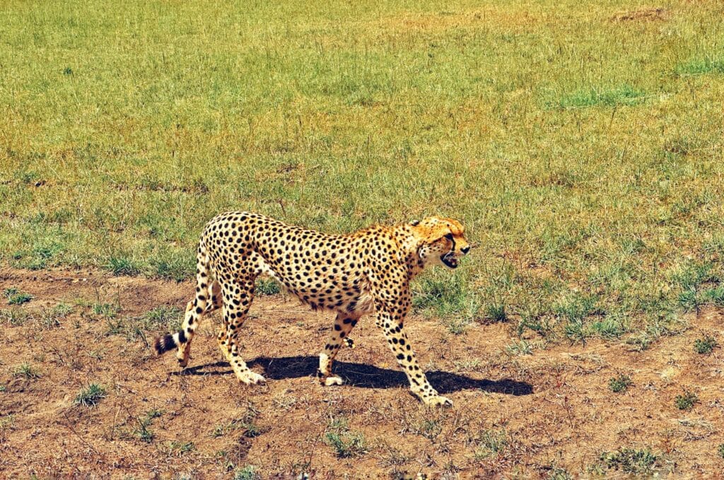 เสือชีตาห์ที่ Masai Mara National Reserve