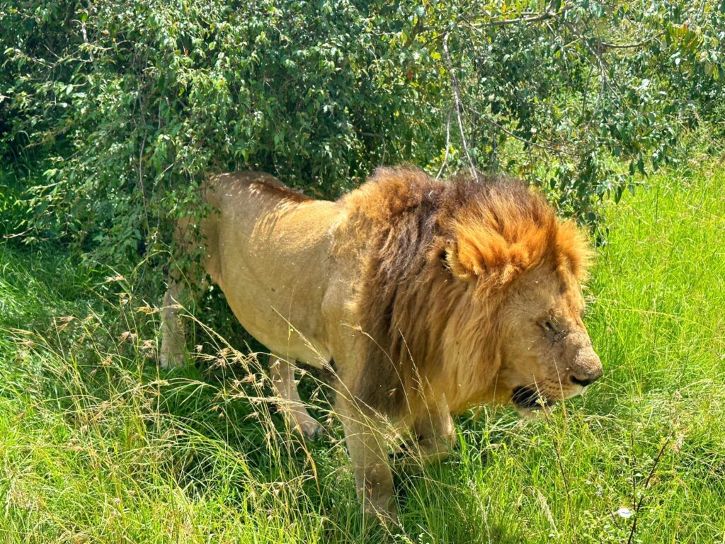 สิงโตตัวผู้ที่ Masai Mara National Reserve