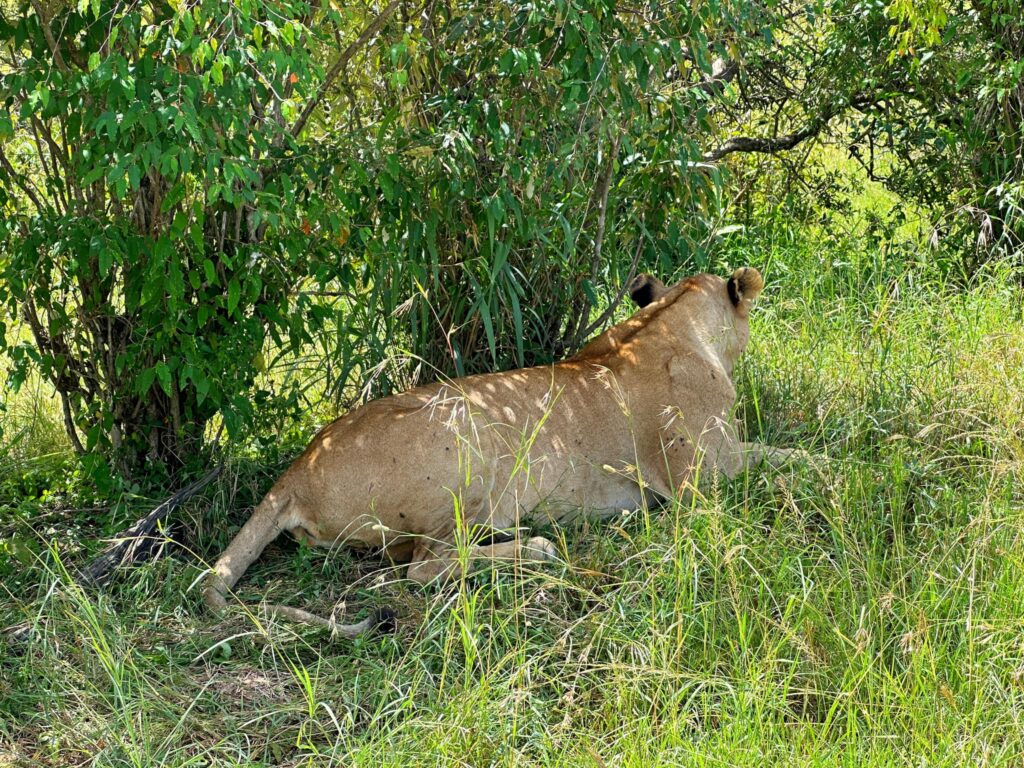 สิงโตตัวเมียที่ Masai Mara National Reserve