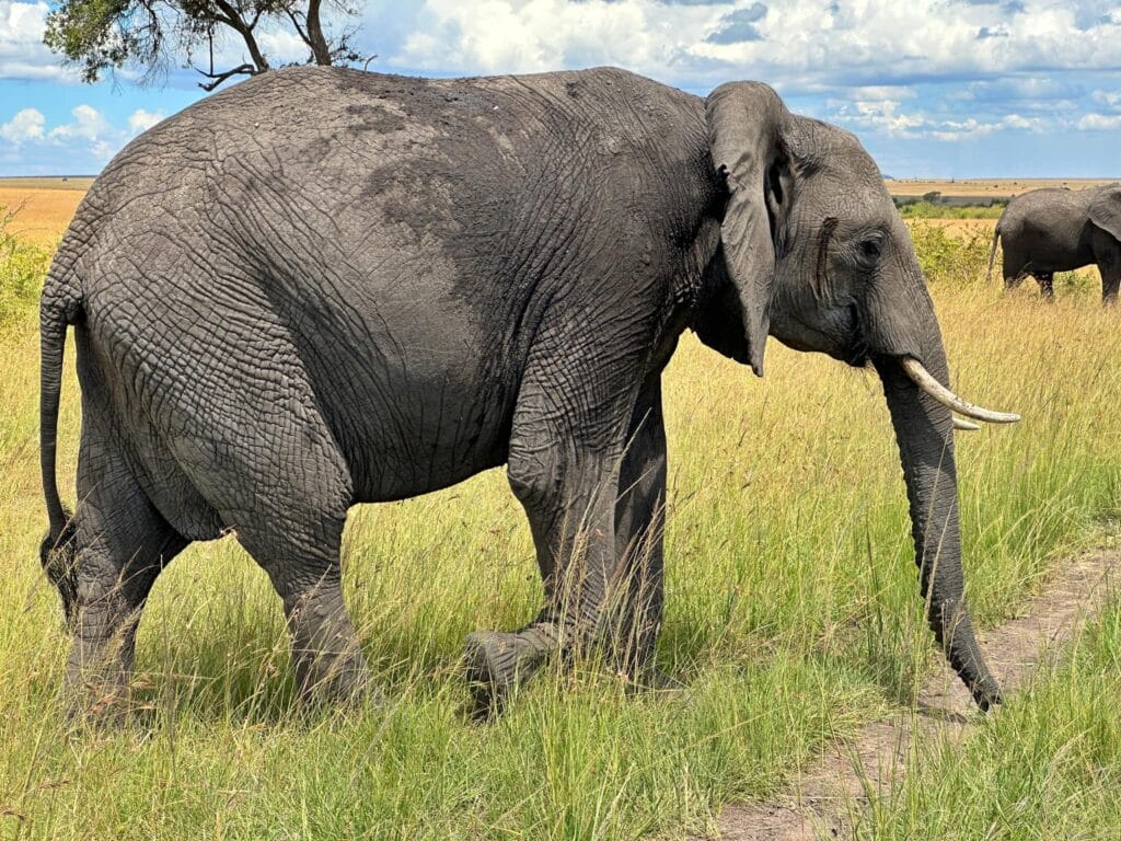 ช้างแอฟริกาที่ Masai Mara National Reserve
