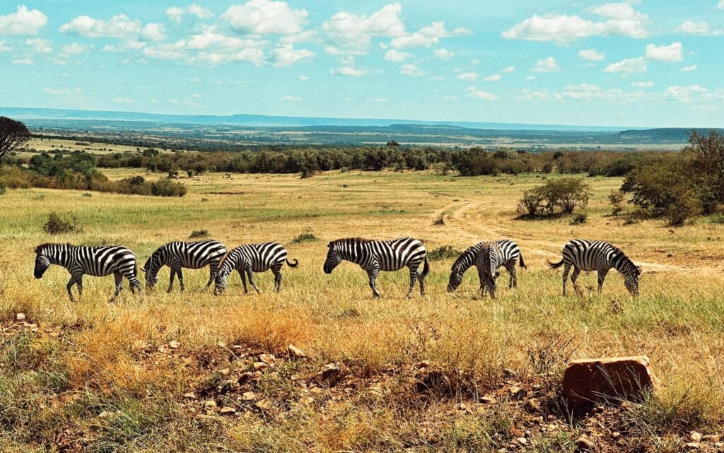ฝูงม้าลายที่ Masai Mara National Reserve