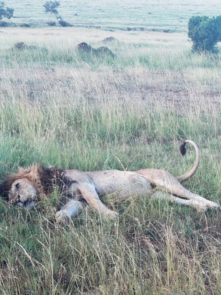 สิงโตตัวผู้กำลังนอนที่ทุ่งหญ้าสะวันน่า