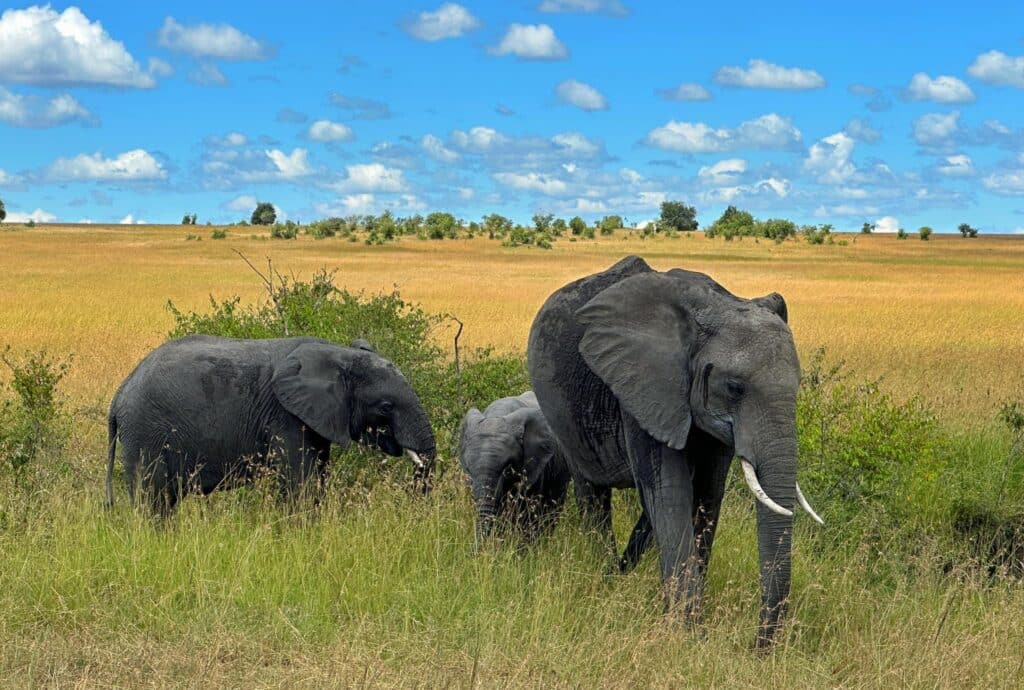 ช้างแอฟริกาที่ Masai Mara National Reserve
