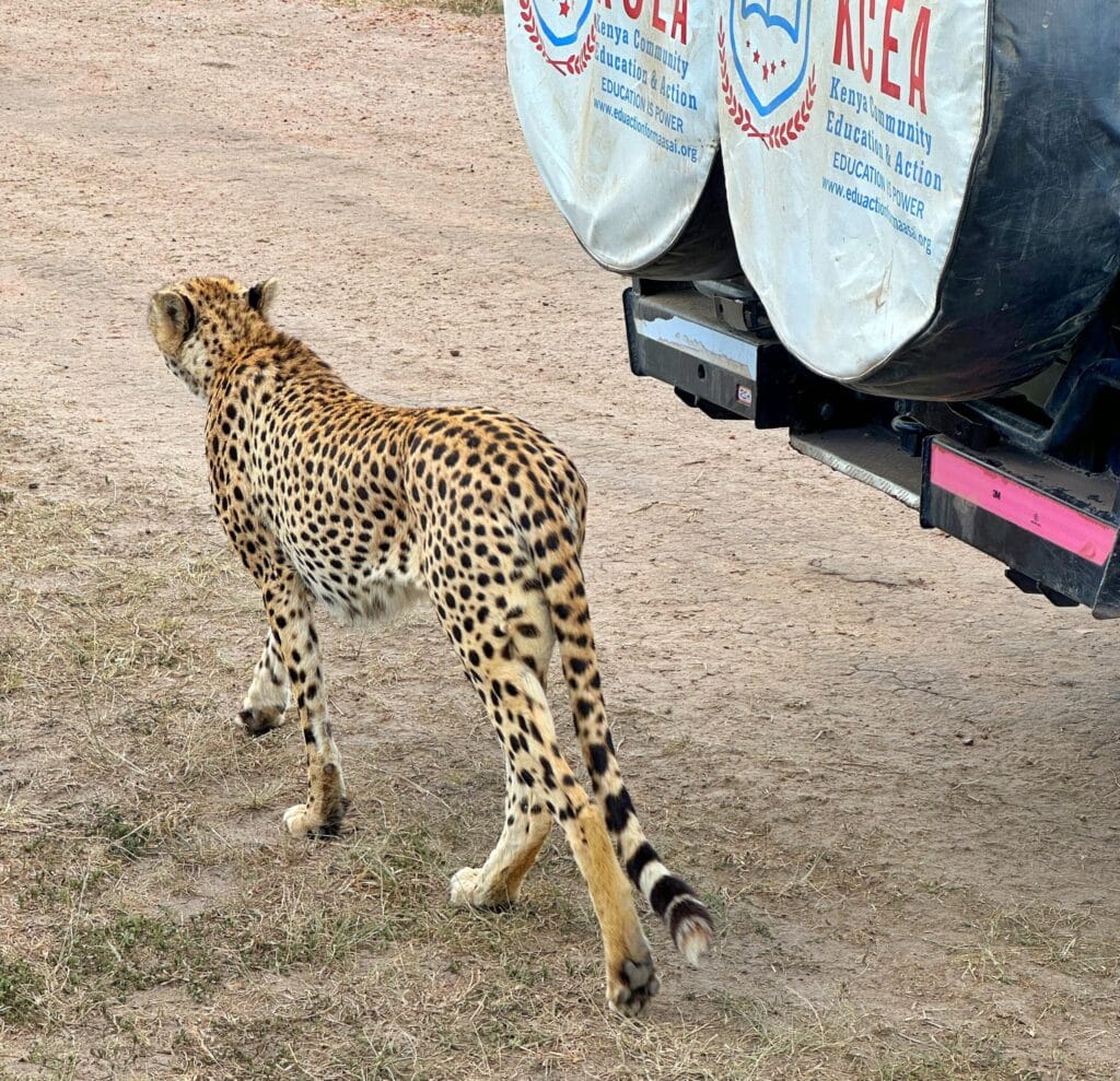 เสือชีตาห์ที่ Masai Mara National Reserve