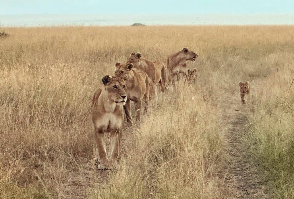 อุทยานแห่งชาติมาไซมาร่า Masai Mara Kenya