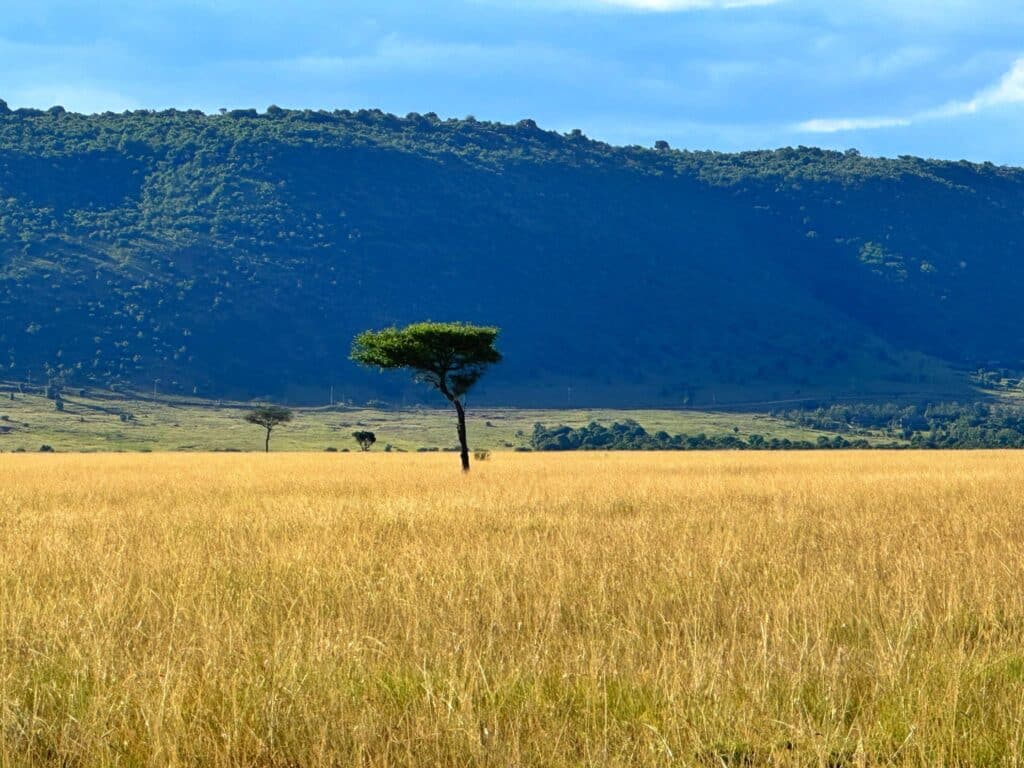 อุทยานแห่งชาติมาไซมาร่า Masai Mara Kenya