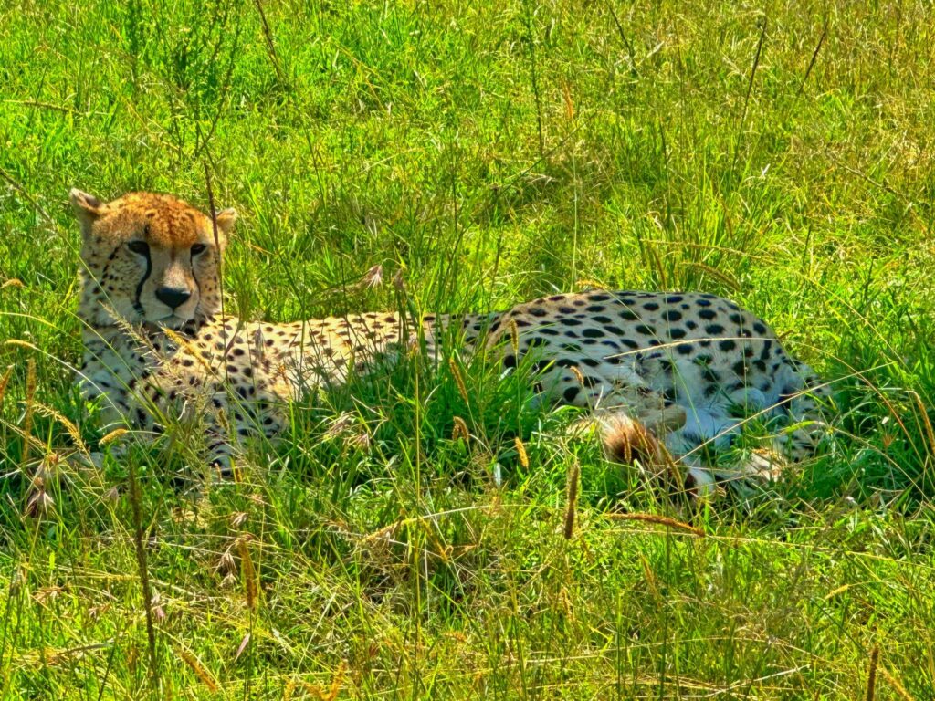 อุทยานแห่งชาติมาไซมาร่า Masai Mara 