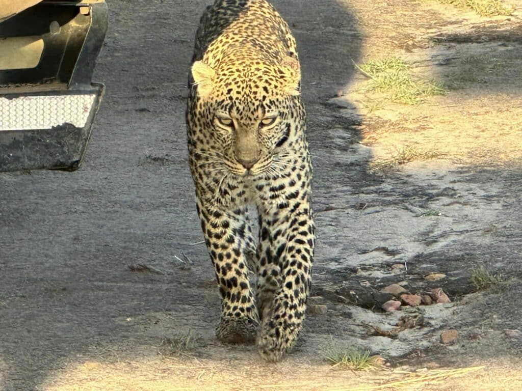 เสือดาว หรือ Leopard ที่อุทยานมาไซมาร่า