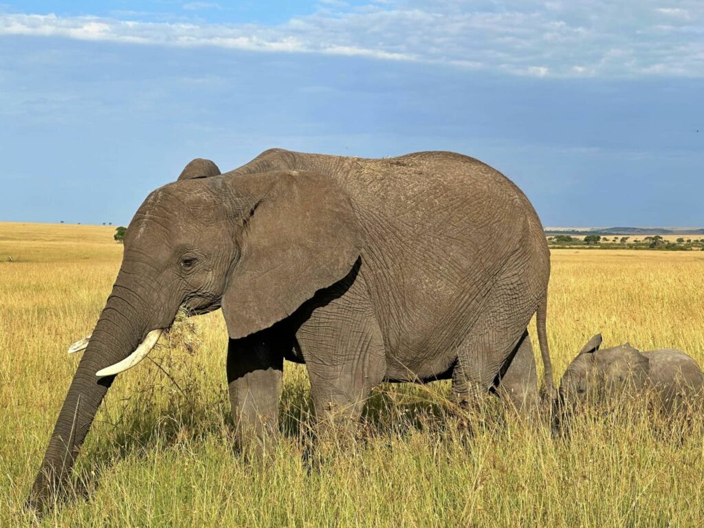 ช้าง ที่อุทยานแห่งชาติมาไซมาร่า